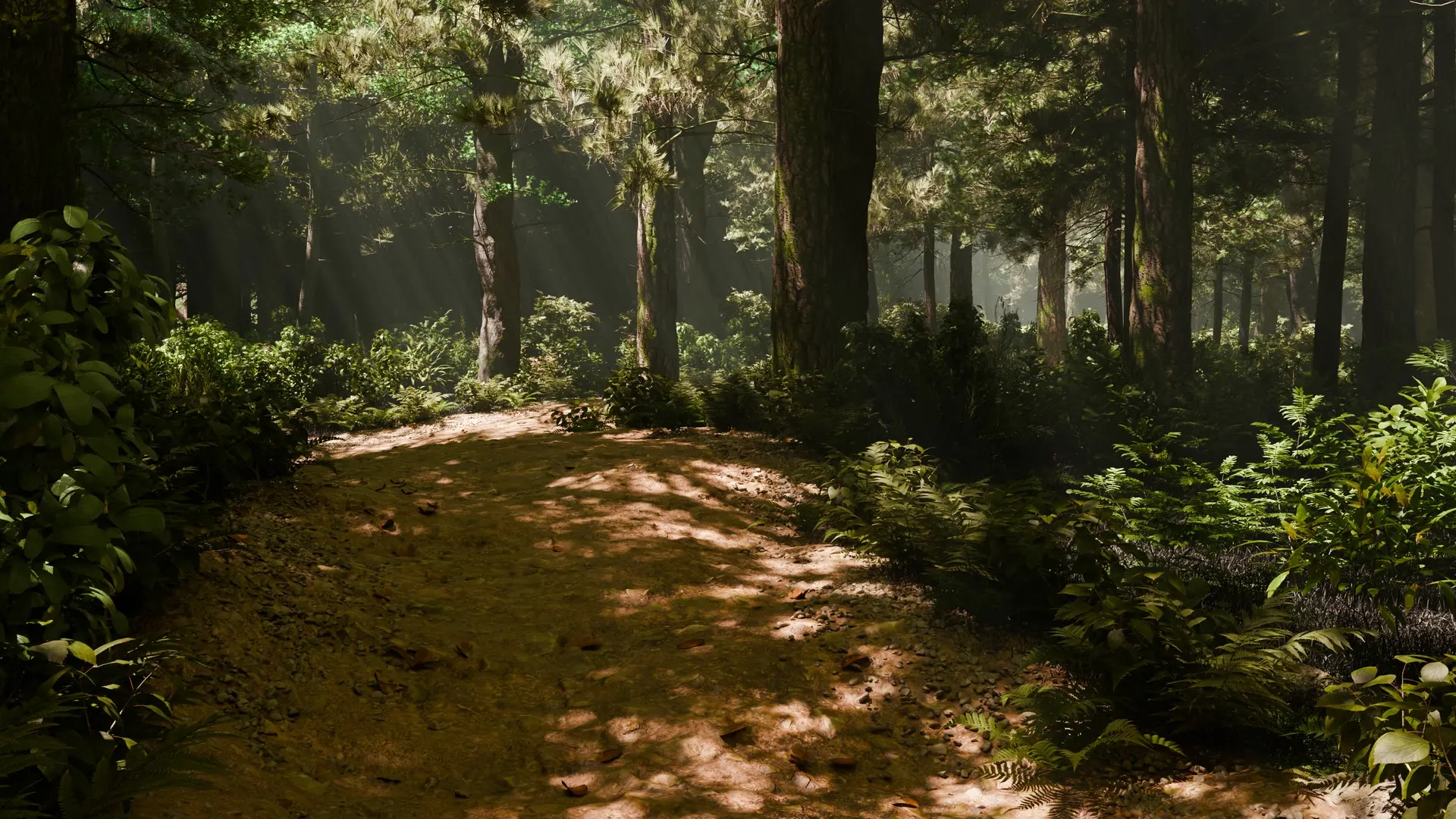 Light shafts through the pines over a forest path.